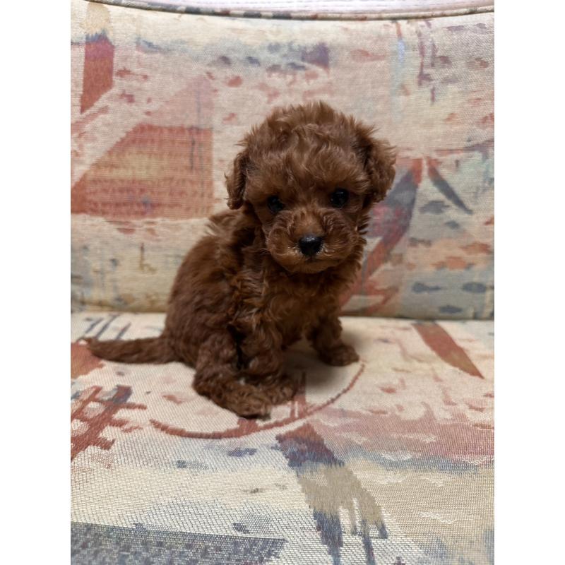 販売中の埼玉県のティーカッププードル-444979の5枚目