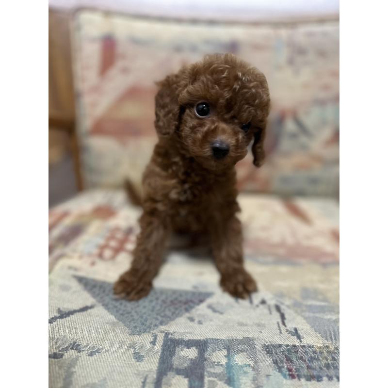 販売中の埼玉県のティーカッププードル-444979の4枚目