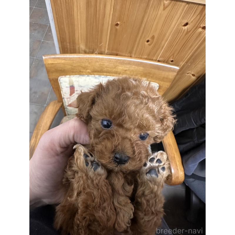 販売中の埼玉県のティーカッププードル-444979の3枚目