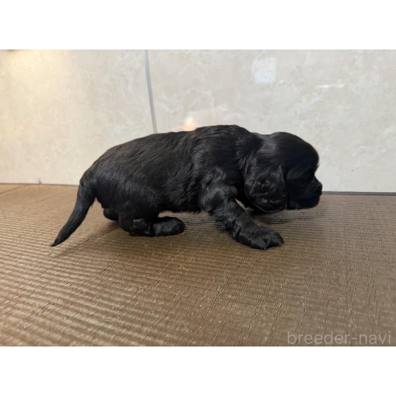 販売中の東京都のイングリッシュコッカースパニエル-444980の3枚目