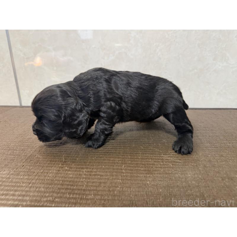 販売中の東京都のイングリッシュコッカースパニエル-444980の2枚目