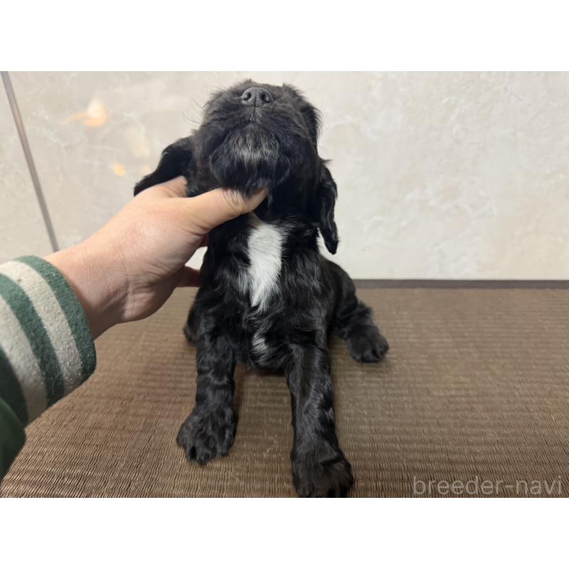 販売中の東京都のイングリッシュコッカースパニエル-444981の6枚目