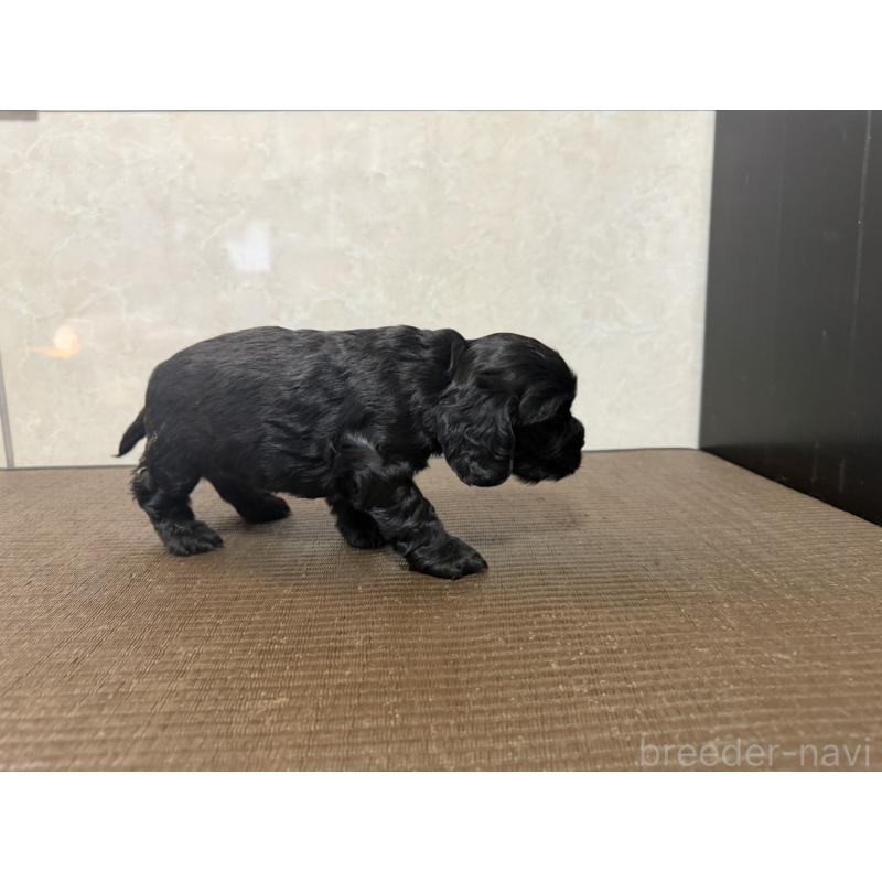 販売中の東京都のイングリッシュコッカースパニエル-444981の5枚目
