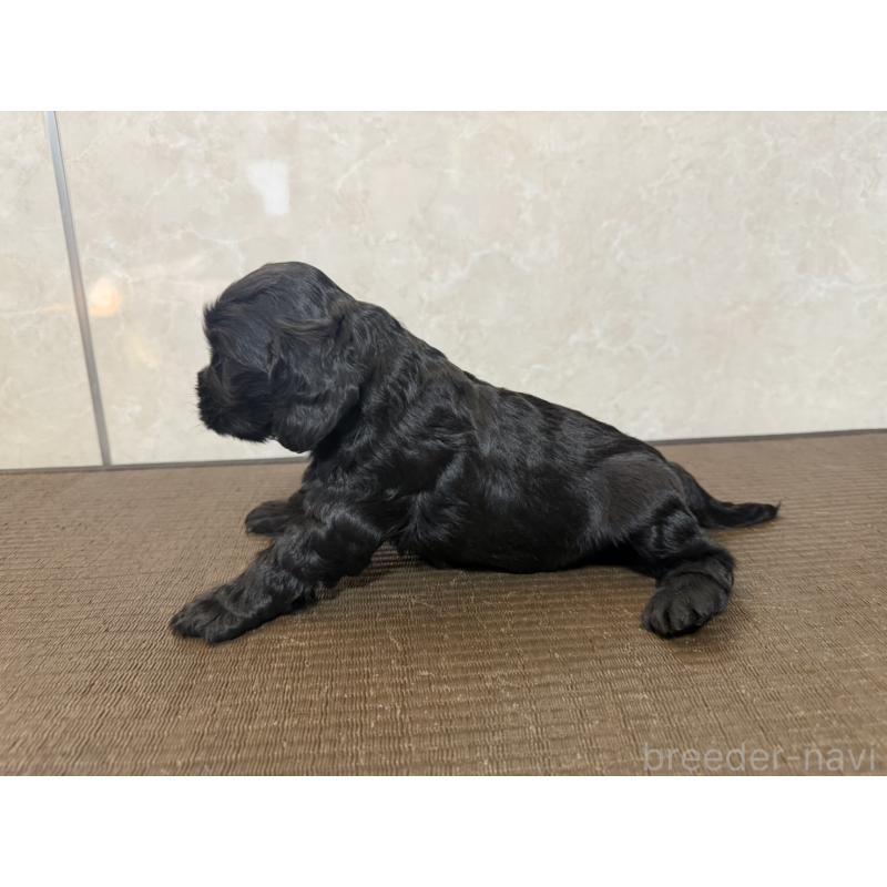 販売中の東京都のイングリッシュコッカースパニエル-444981の4枚目