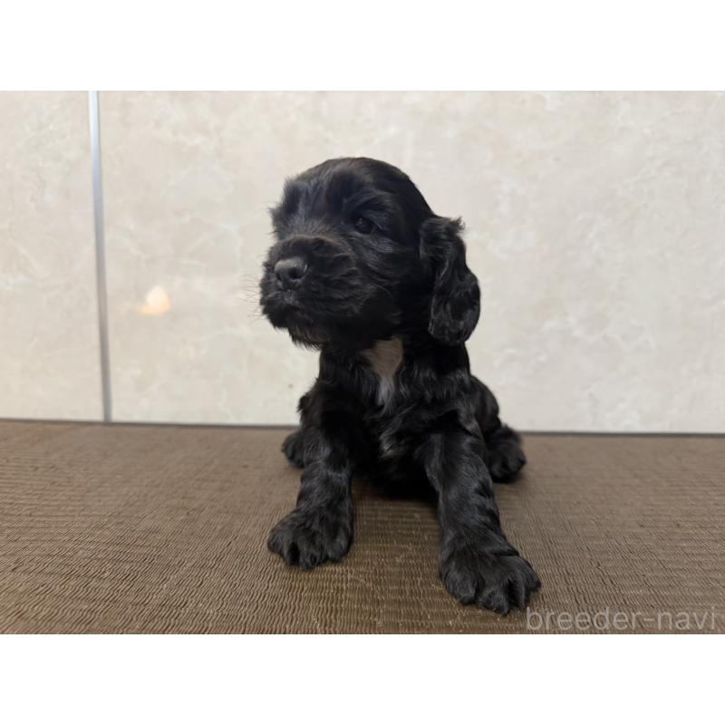 販売中の東京都のイングリッシュコッカースパニエル-444981の3枚目