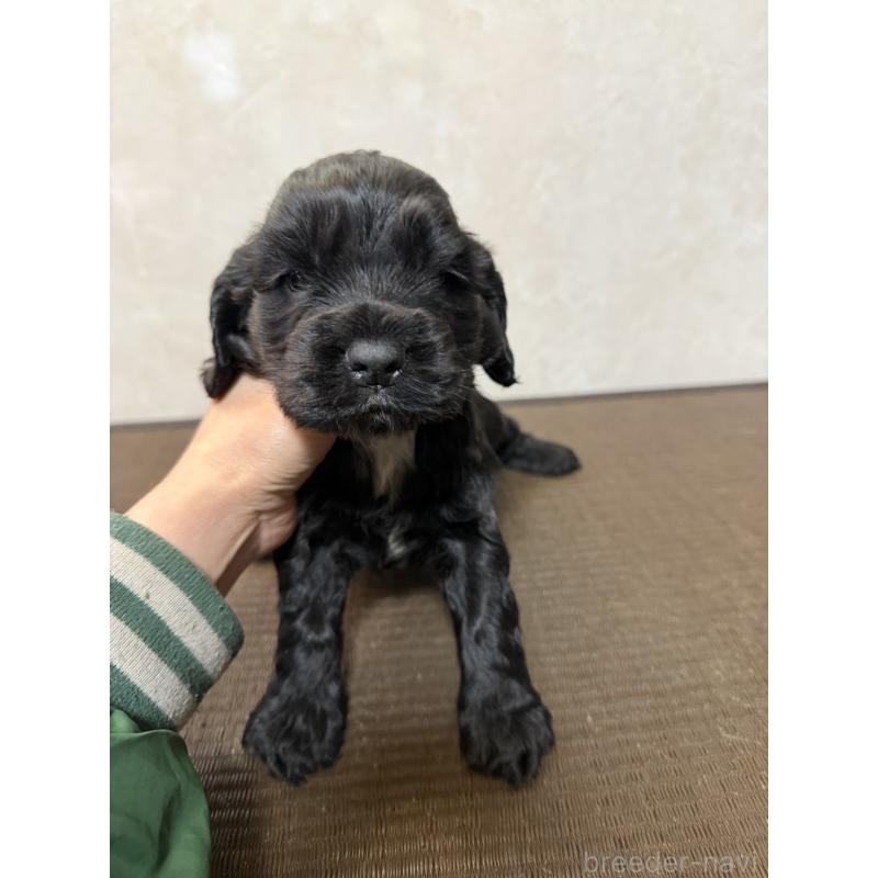 販売中の東京都のイングリッシュコッカースパニエル-444981の2枚目