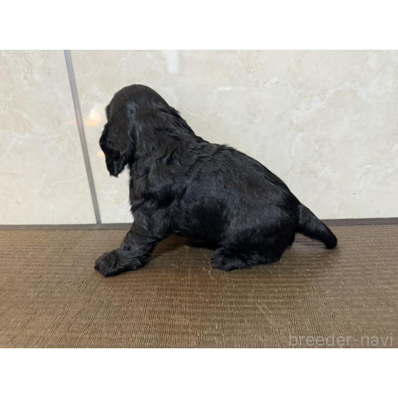販売中の東京都のイングリッシュコッカースパニエル-444982の5枚目