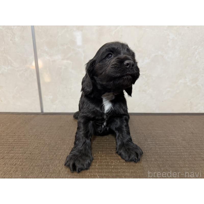 販売中の東京都のイングリッシュコッカースパニエル-444982の4枚目