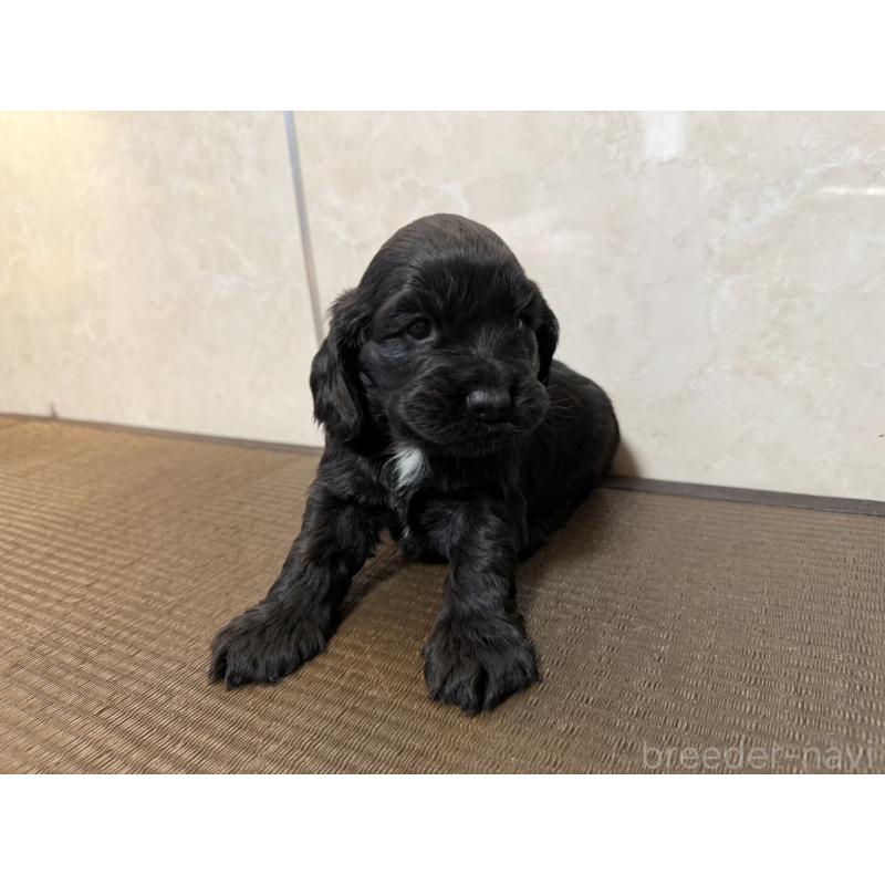 販売中の東京都のイングリッシュコッカースパニエル-444982の2枚目