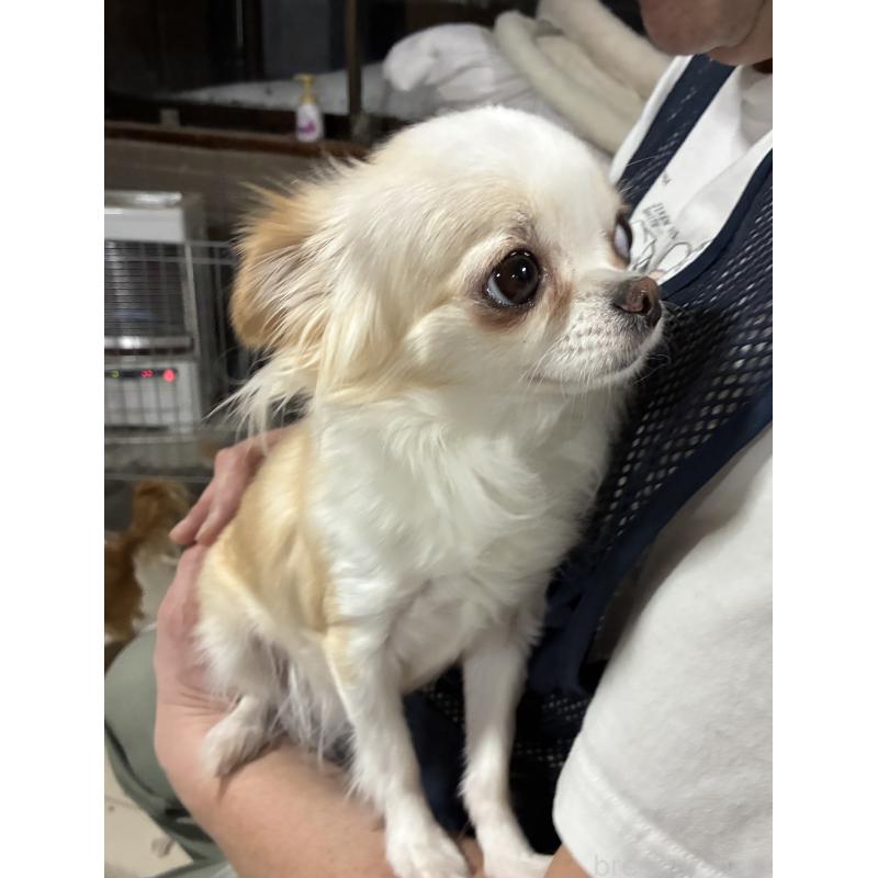 商談中の北海道のチワワ(ロングコート)-444986の2枚目