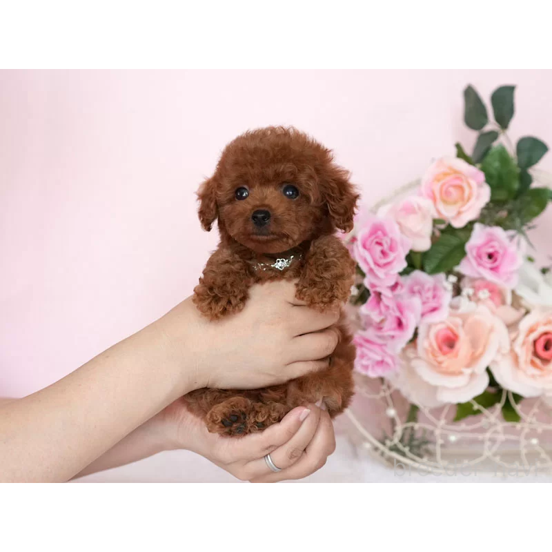 販売中の東京都のティーカッププードル-444983の4枚目