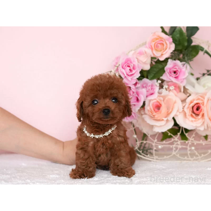 販売中の東京都のティーカッププードル-444983の3枚目