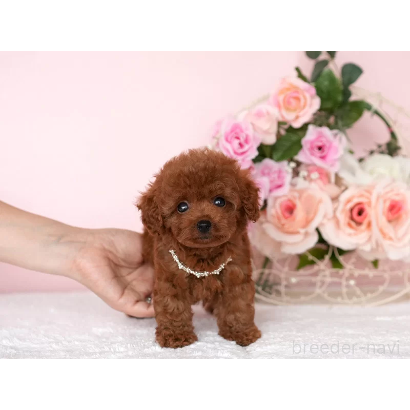 販売中の東京都のティーカッププードル-444983の2枚目