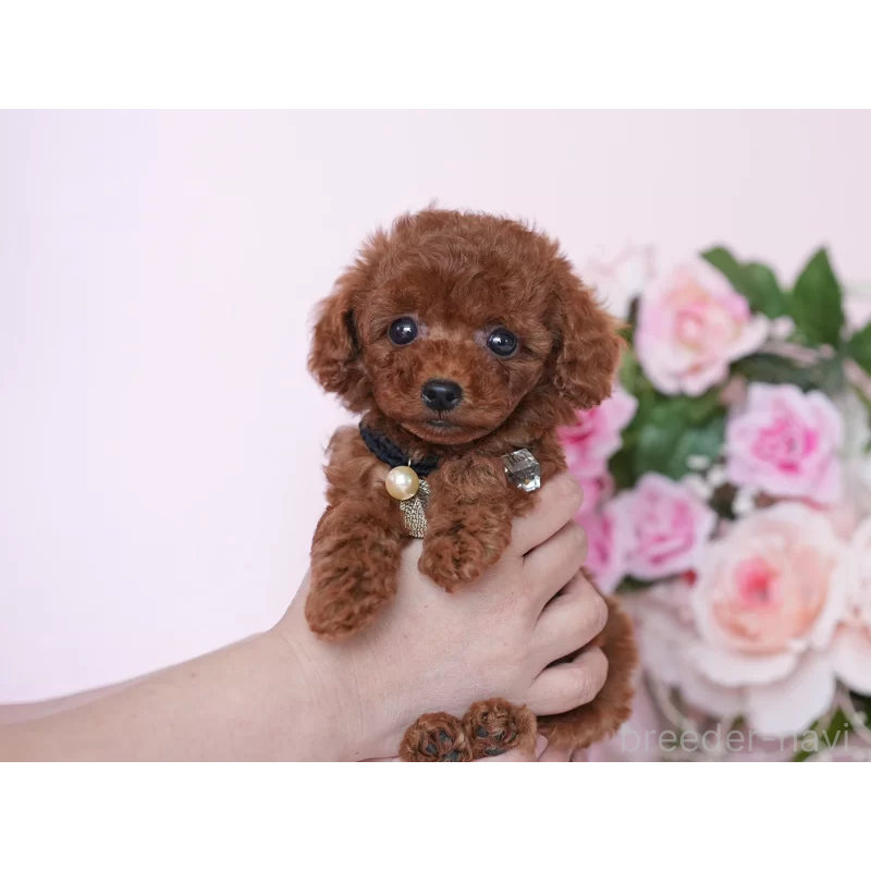 販売中の東京都のタイニープードル-444985の5枚目
