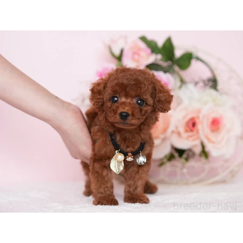 販売中の東京都のタイニープードル-444985の4枚目