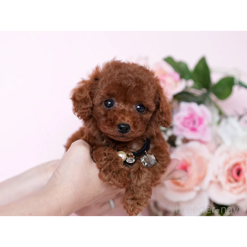 販売中の東京都のタイニープードル-444985の3枚目