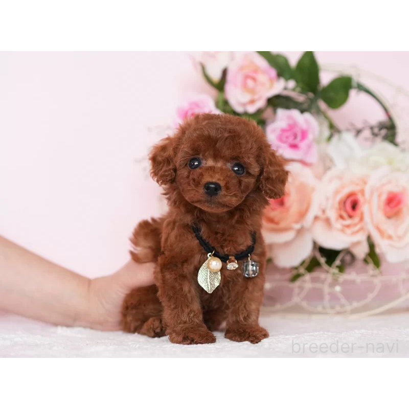 販売中の東京都のタイニープードル-444985の2枚目