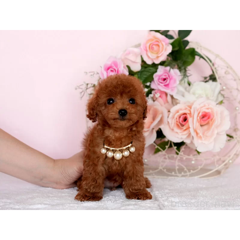 販売中の東京都のティーカッププードル-444988の4枚目