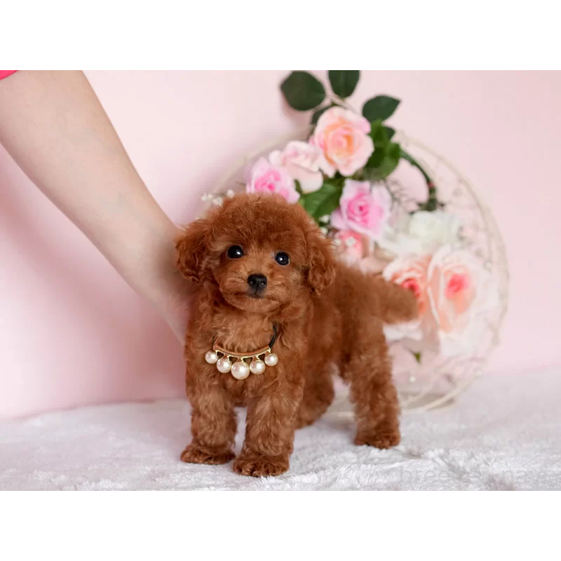 販売中の東京都のティーカッププードル-444988の2枚目