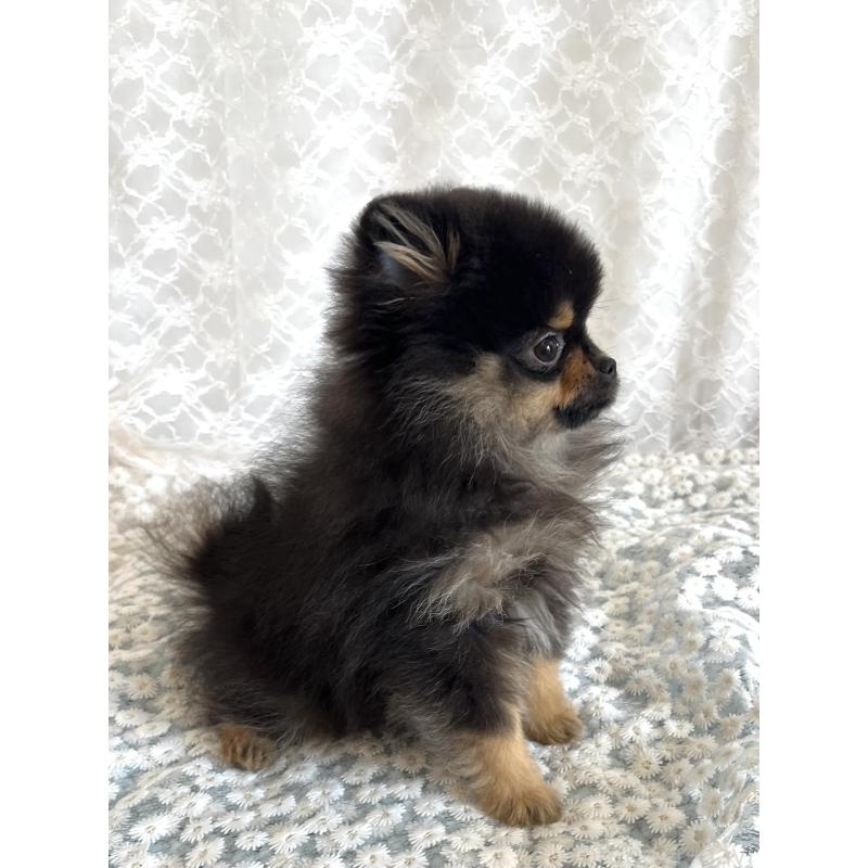 販売中の岡山県のポメラニアン-435579の3枚目