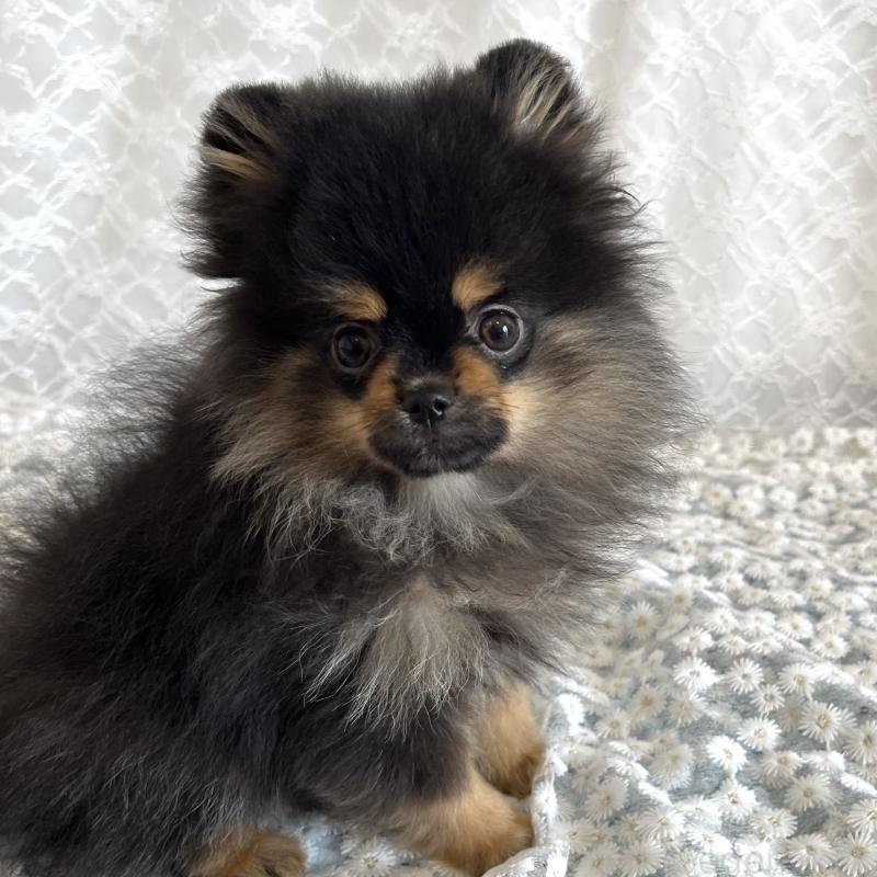 販売中の岡山県のポメラニアン-435579の2枚目