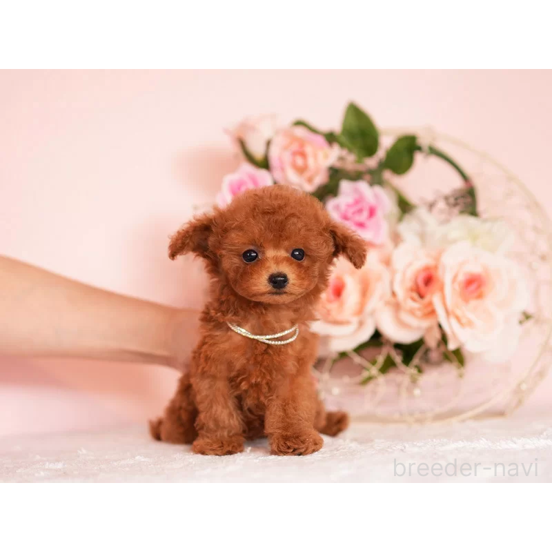 販売中の大分県のティーカッププードル-444989の3枚目