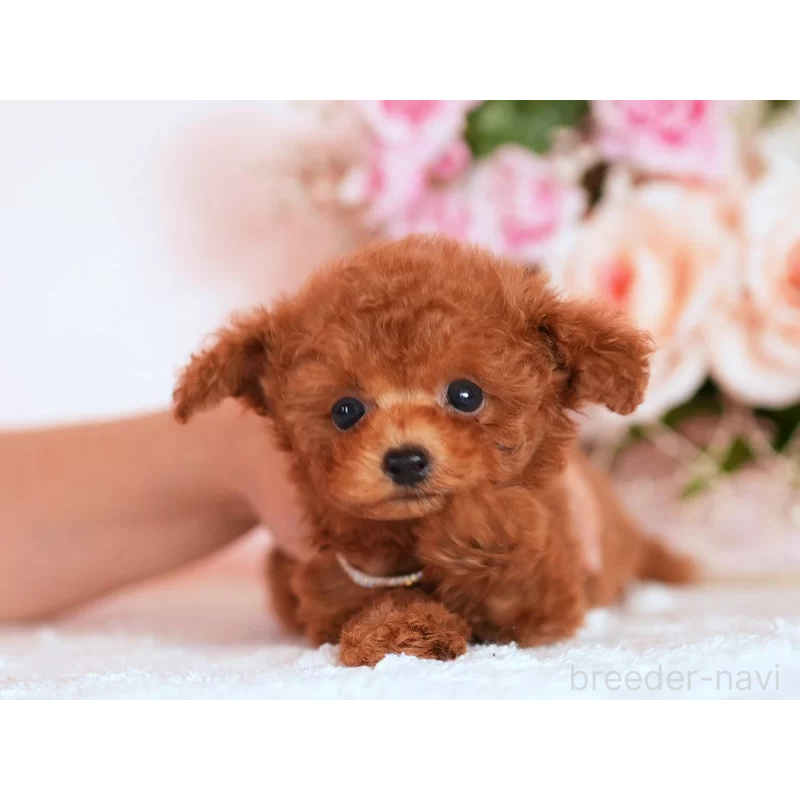 販売中の大分県のティーカッププードル-444989の2枚目