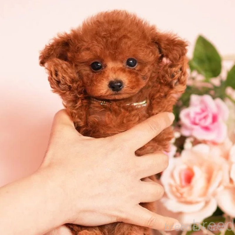 販売中の大分県のティーカッププードル-444989の1枚目