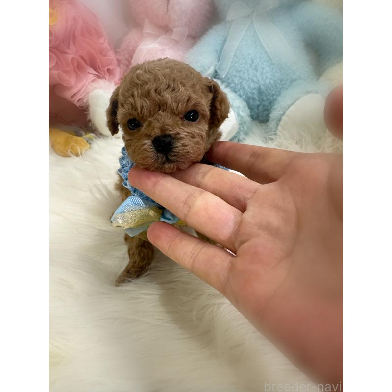 販売中の香川県のタイニープードル-444992の5枚目