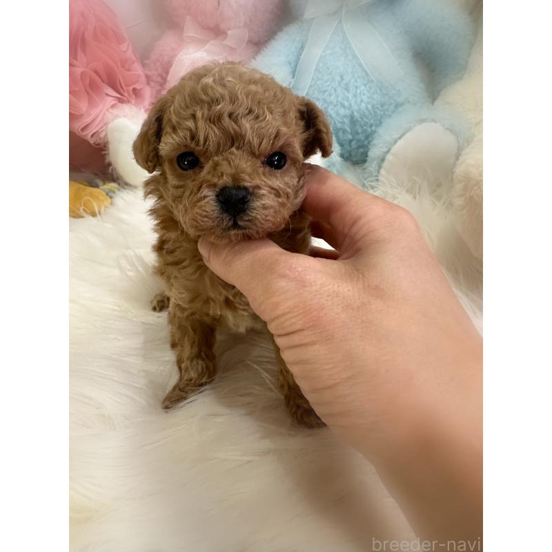 販売中の香川県のタイニープードル-444992の3枚目