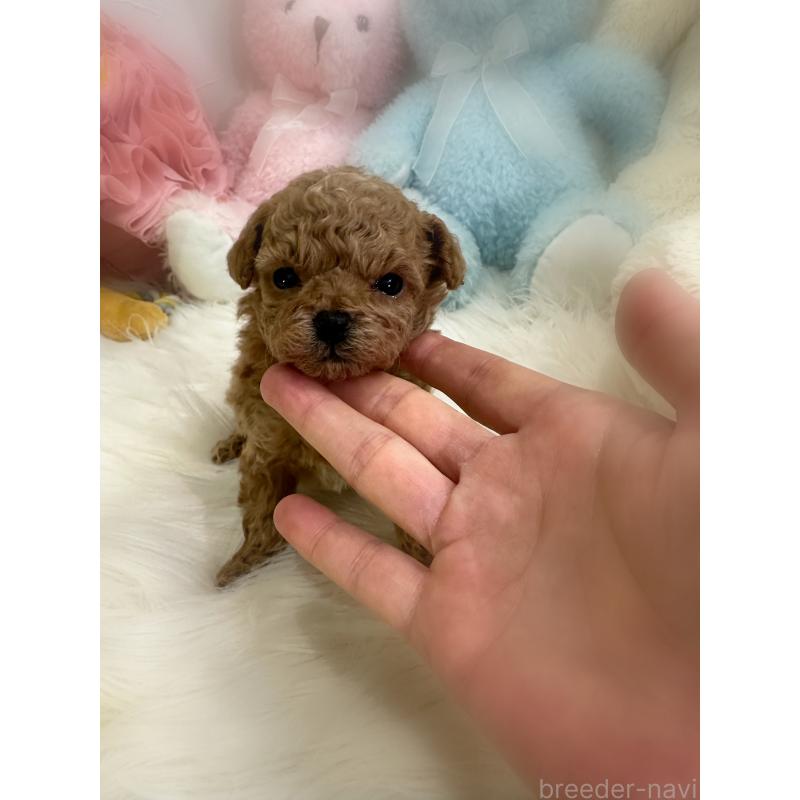 販売中の香川県のタイニープードル-444992の2枚目