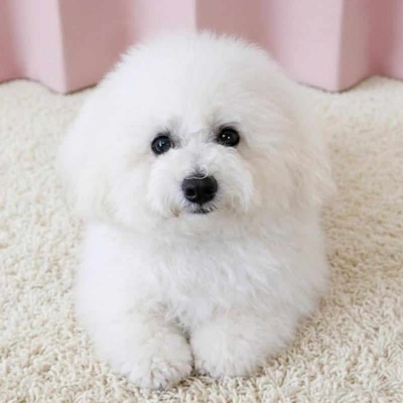 販売中の栃木県のビションフリーゼ-417739の3枚目