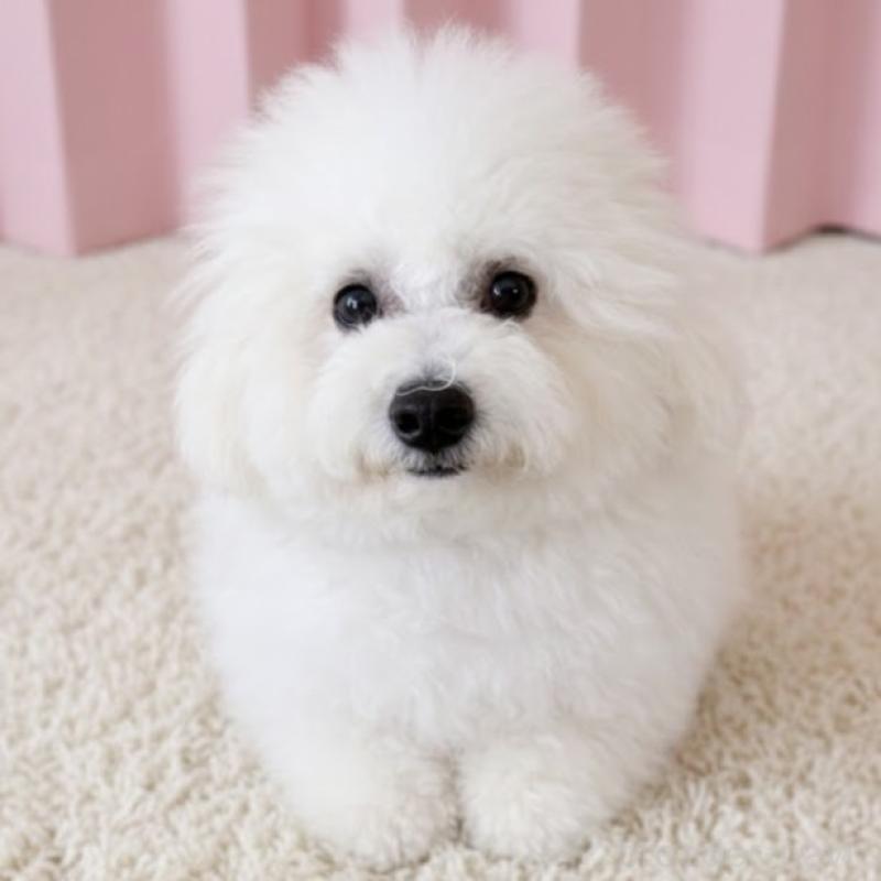 販売中の栃木県のビションフリーゼ-417739の2枚目