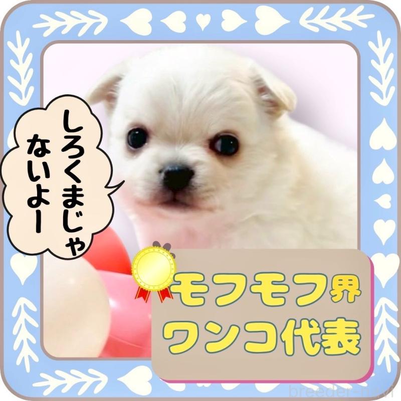 販売中の大阪府のチワワ(ロングコート)-444991の15枚目