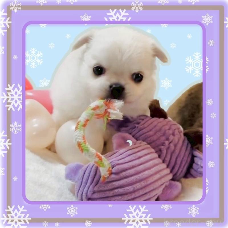 販売中の大阪府のチワワ(ロングコート)-444991の11枚目