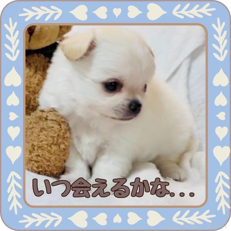 販売中の大阪府のチワワ(ロングコート)-444991の10枚目