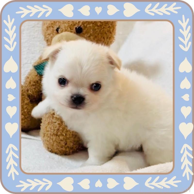 販売中の大阪府のチワワ(ロングコート)-444991の8枚目