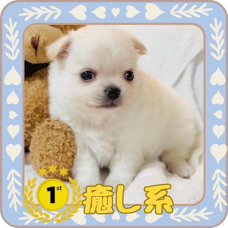 販売中の大阪府のチワワ(ロングコート)-444991の7枚目