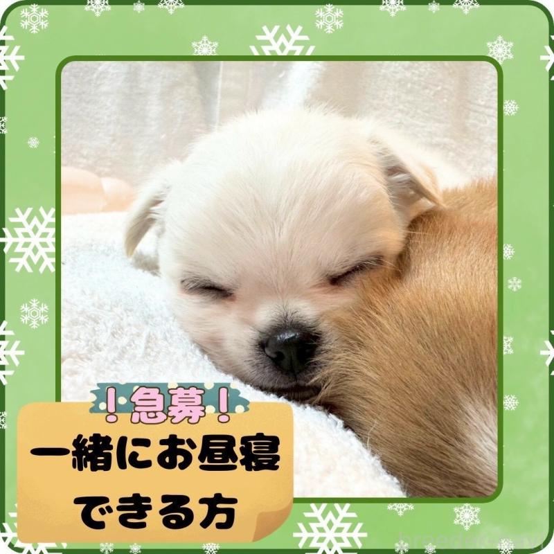 販売中の大阪府のチワワ(ロングコート)-444991の6枚目