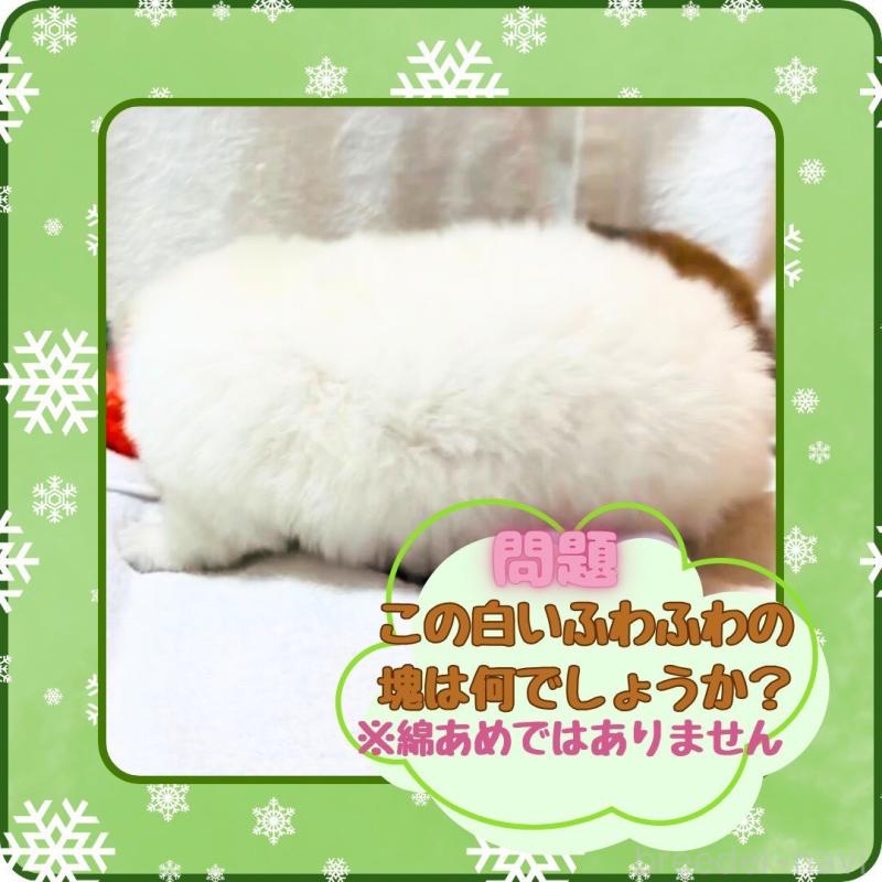 販売中の大阪府のチワワ(ロングコート)-444991の5枚目