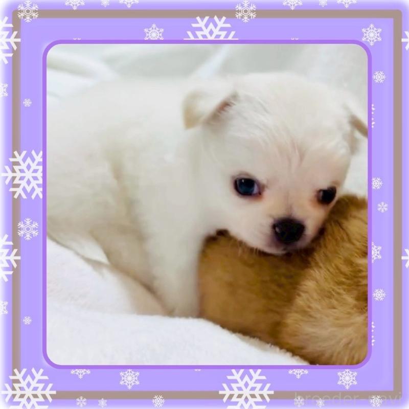 販売中の大阪府のチワワ(ロングコート)-444991の4枚目