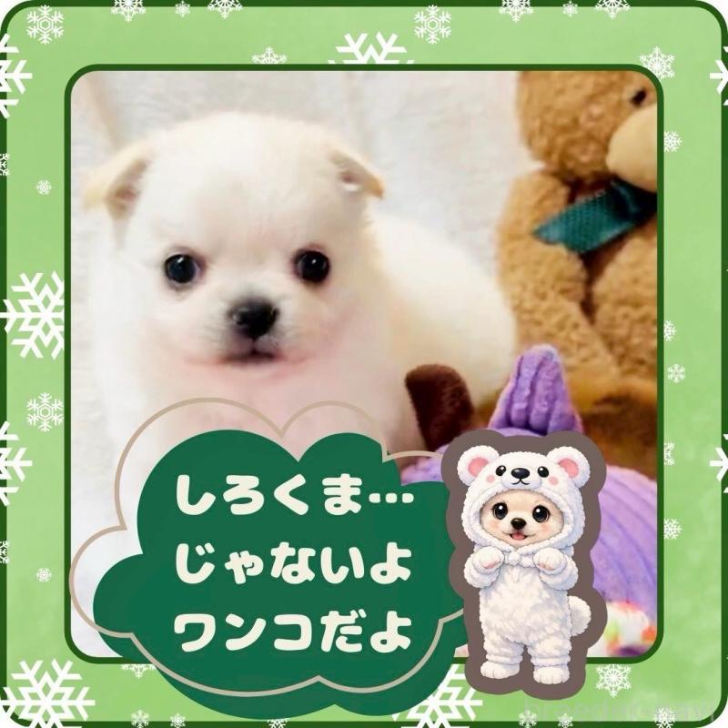 販売中の大阪府のチワワ(ロングコート)-444991の3枚目