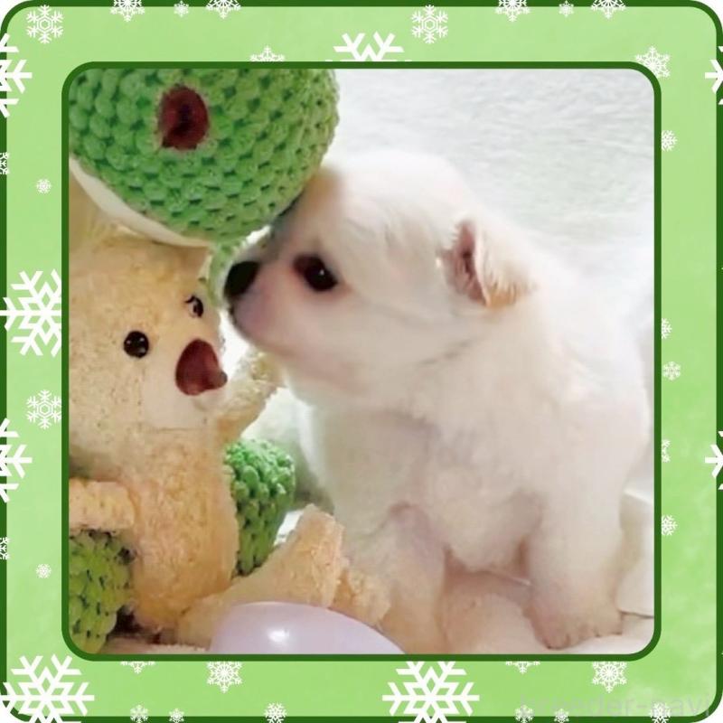 販売中の大阪府のチワワ(ロングコート)-444991の2枚目