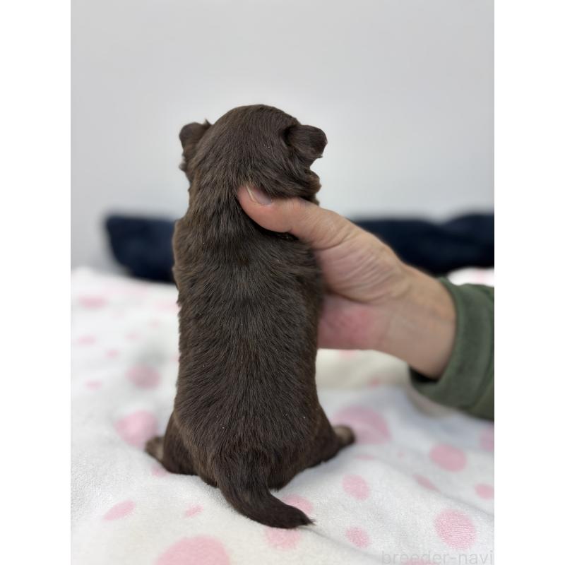 販売中の千葉県のチワワ(ロングコート)-444993の3枚目