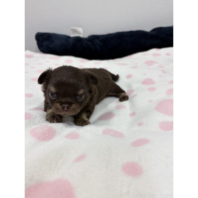 販売中の千葉県のチワワ(ロングコート)-444993の2枚目