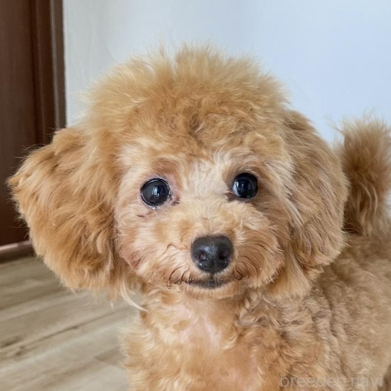 販売中の福岡県のタイニープードル-419432