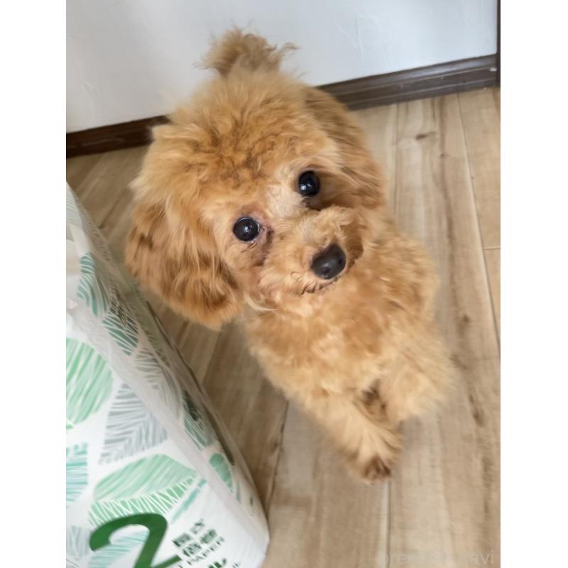 成約済の福岡県のタイニープードル-419432の9枚目