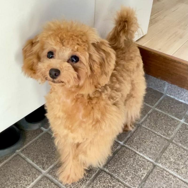 成約済の福岡県のタイニープードル-419432の7枚目