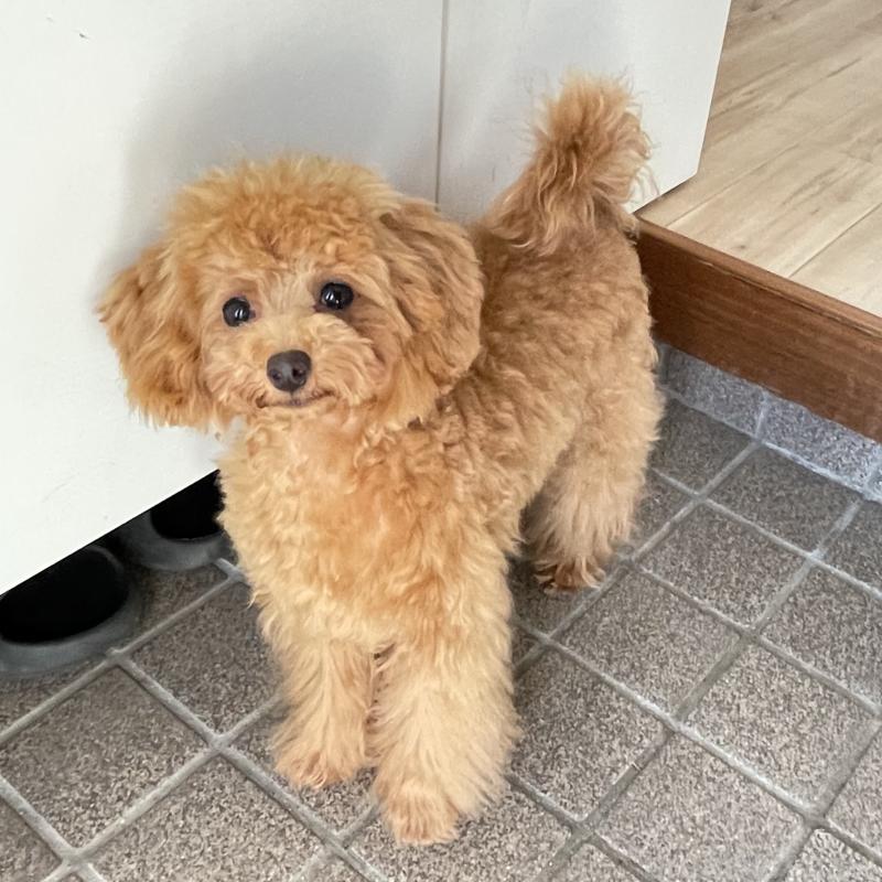 成約済の福岡県のタイニープードル-419432の6枚目