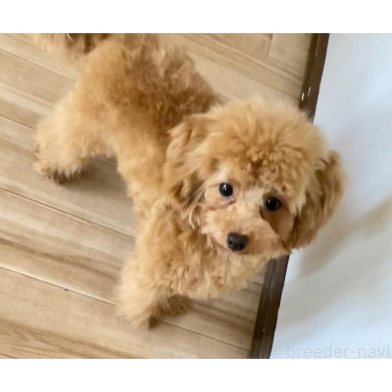 成約済の福岡県のタイニープードル-419432の4枚目